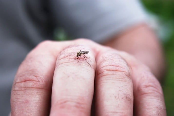 Managing Another Summer With Mosquitos: 10 Ways to Avoid Them