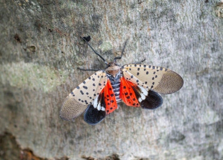 What To Do If You Have a Spotted Lanternfly Infestation