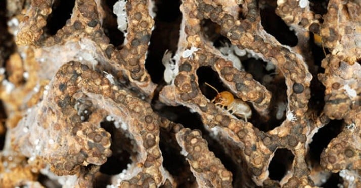 How to Tell if You Have a Termite Infestation