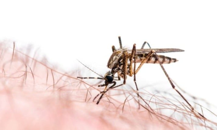 Are the Mosquitos getting too friendly? Here are some tips to keep them away from your home.