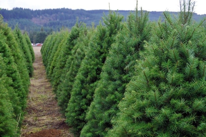 Getting a Real Christmas Tree? You May Be Inviting Pests Over For The Holidays!