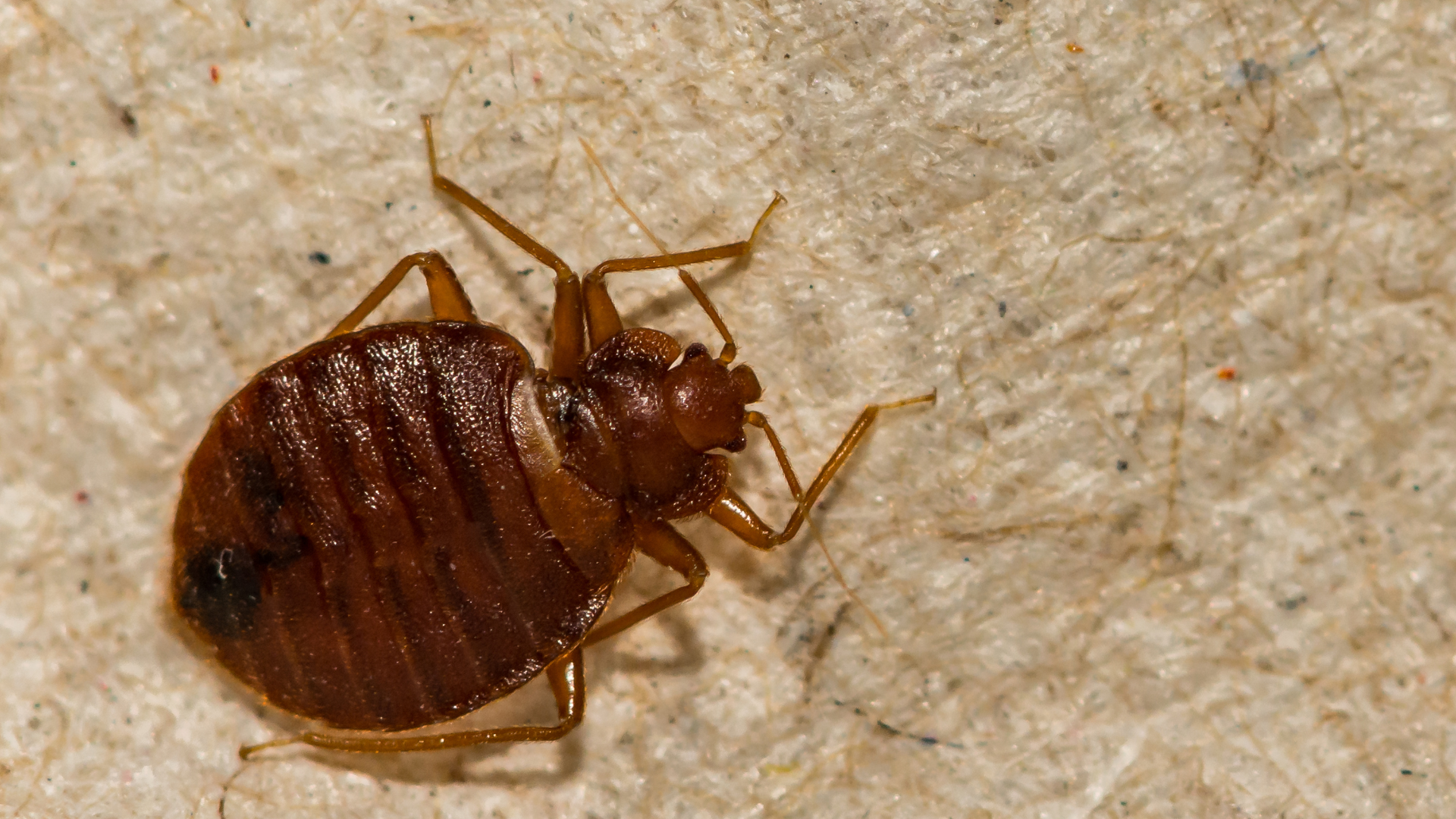 How to Get Rid of Bed Bugs and Keep Them Out