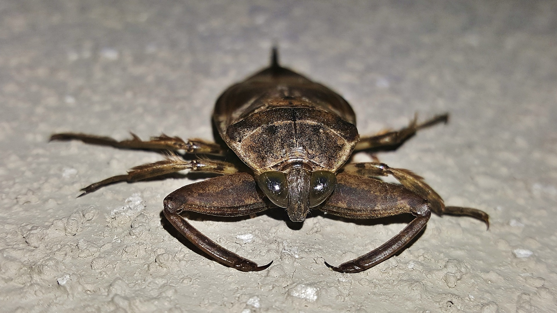 How to Get Rid of Waterbugs: Boric Acid, Baking Soda & More!