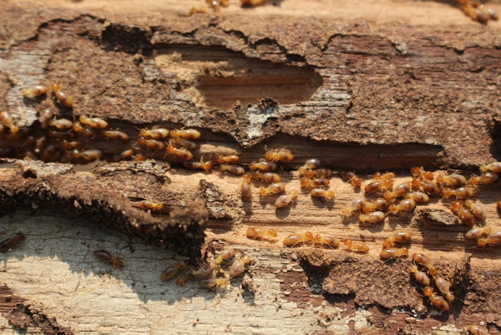 Signs of a Termite Infestation | Tips to Prevent Termites