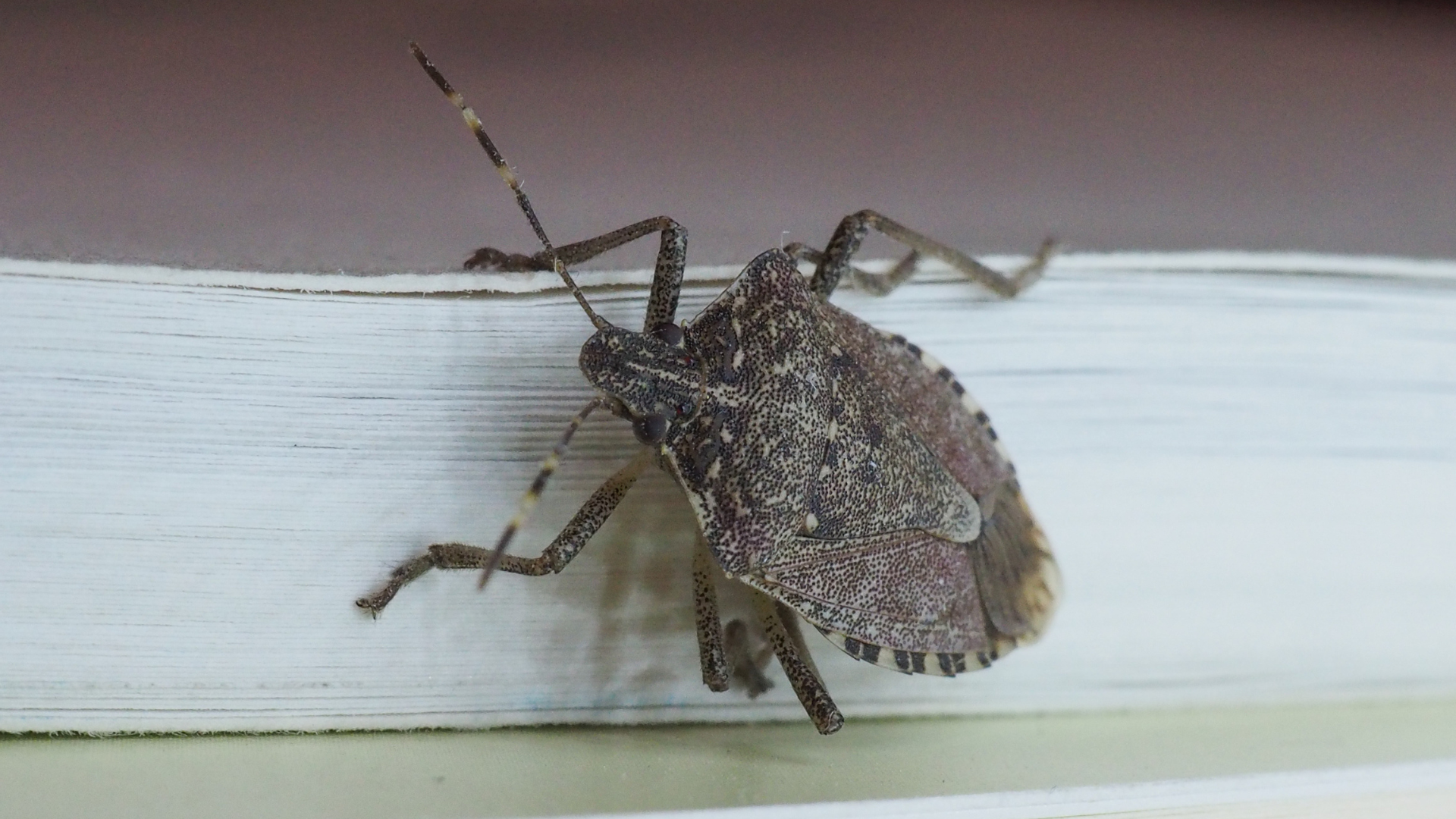 Tackling the Stink Bug Challenge: A Homeowner’s Guide