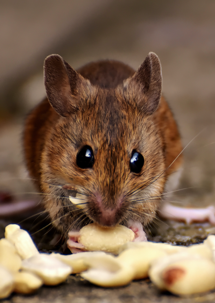 The 10 Most Common Types of Rodents in New Jersey