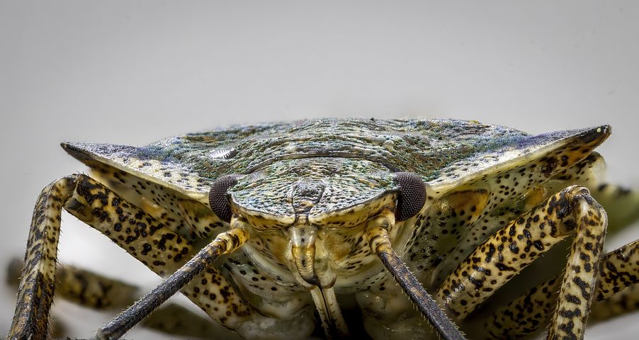 Watch Out for the Brown Marmorated Stink Bug in New Jersey