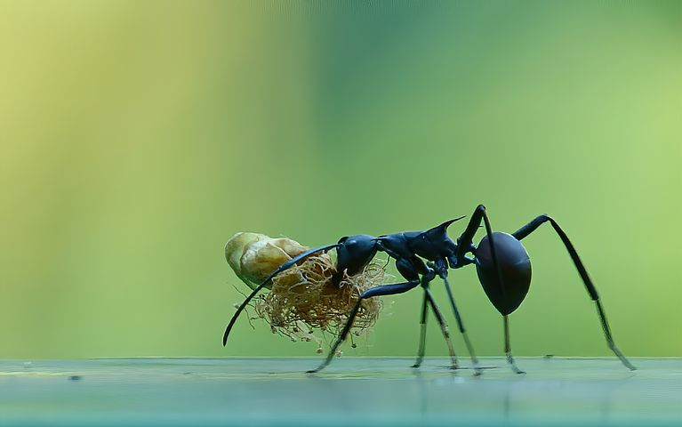 What Are Those Big Black Ants? Why Are They in My Home?