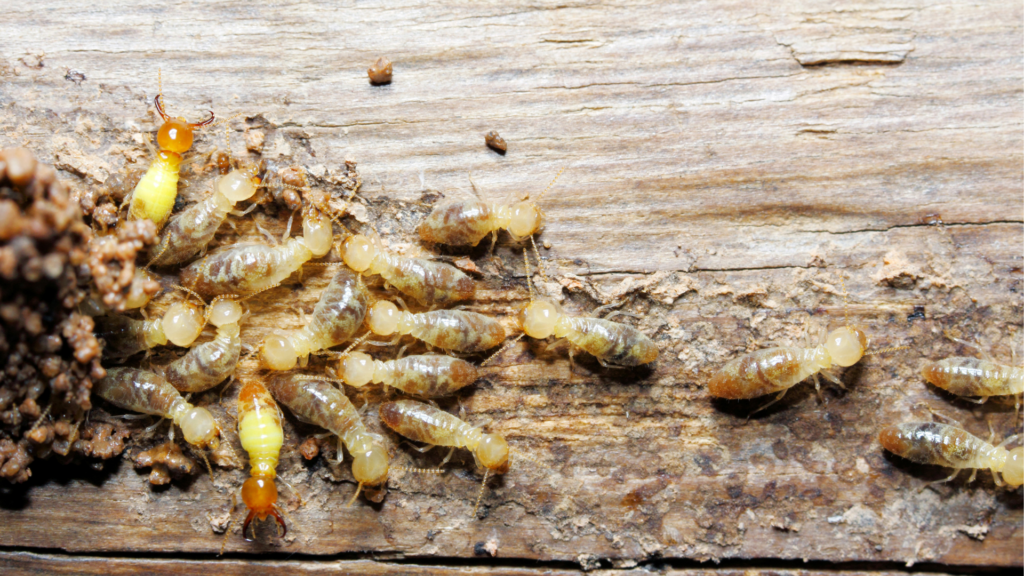 Ultimate Guide to Termite Treatment in NJ: Costs to Options