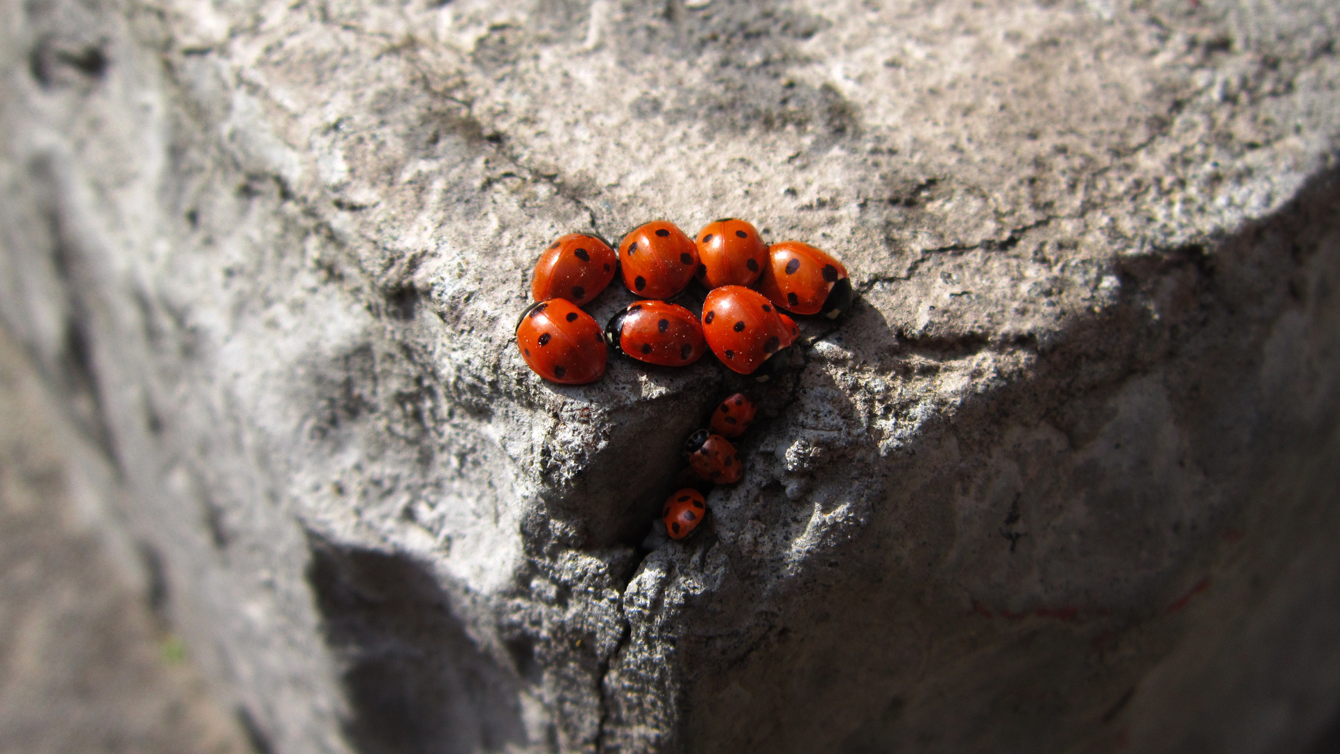 Your Ladybug Guide: How to Get Rid of Them for Good