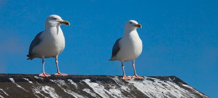 6 Ways to Keep Pesky Birds Off Your Roof