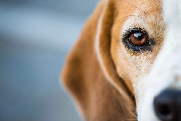 The Friendliest Bed Bug Inspection by Man’s Best Friend You Never Knew About