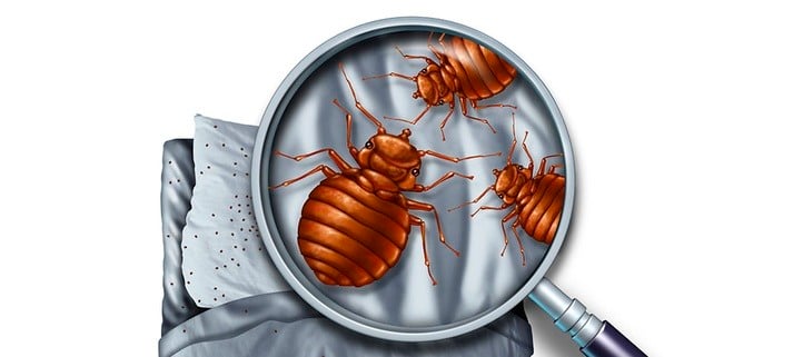 Did You Know These Things About Bed Bugs?