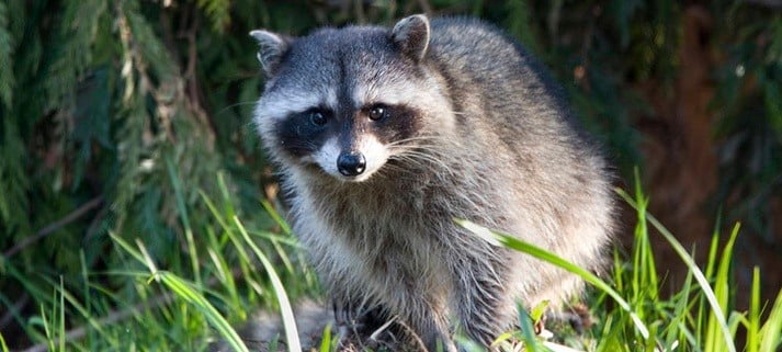 What You Need to Know if You See a Raccoon During Daylight