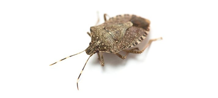 Did winter mean the end of the Stink Bug?