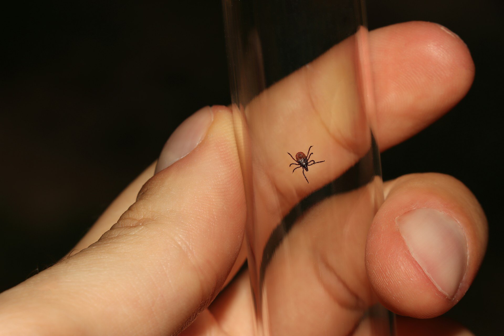 How to Get Rid of Ticks from Your Property and Pets