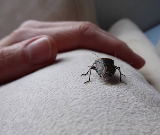 How to Prevent Stink Bugs — Tips & Tricks That Work