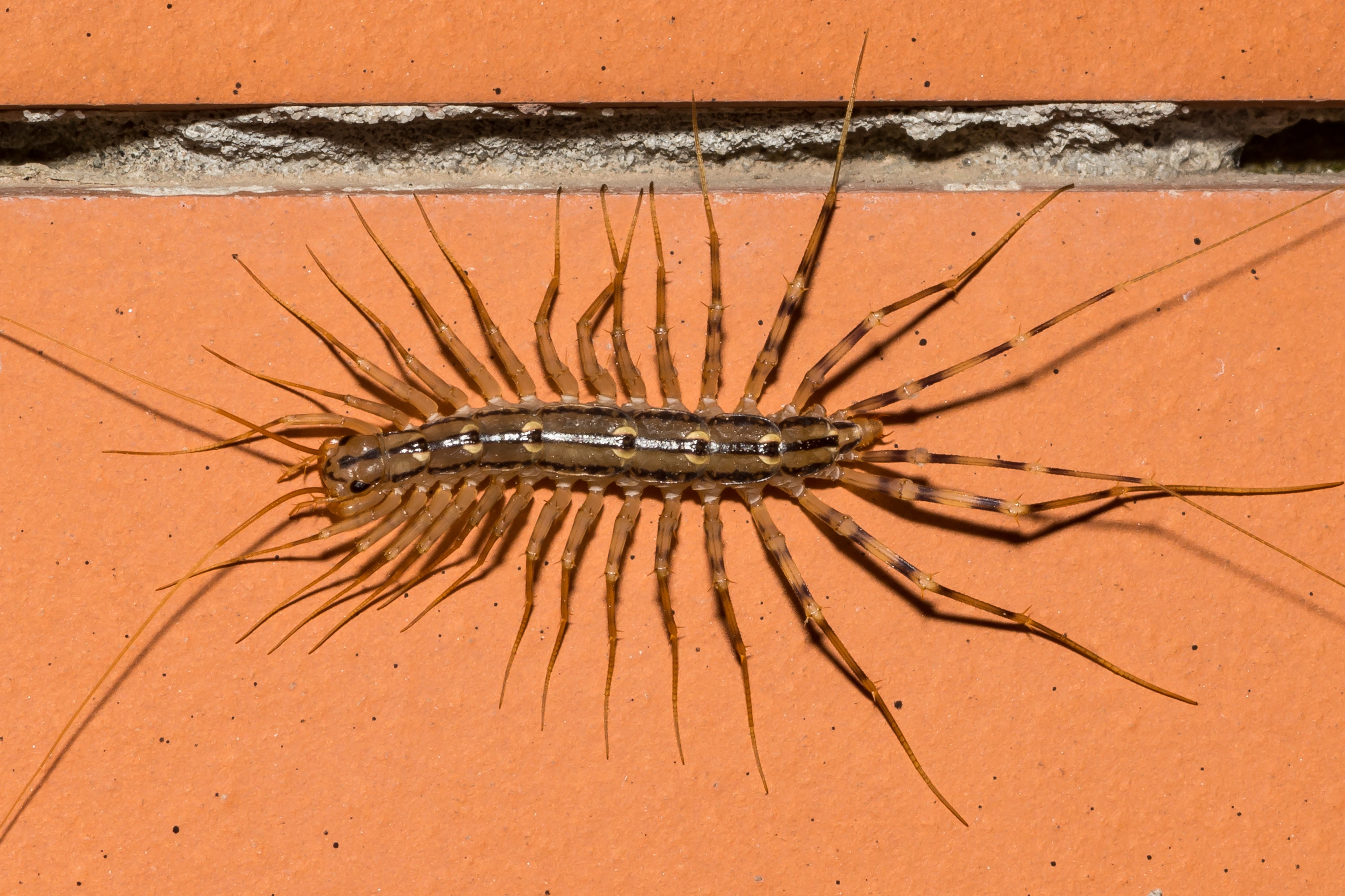 How do house centipedes get indoors?