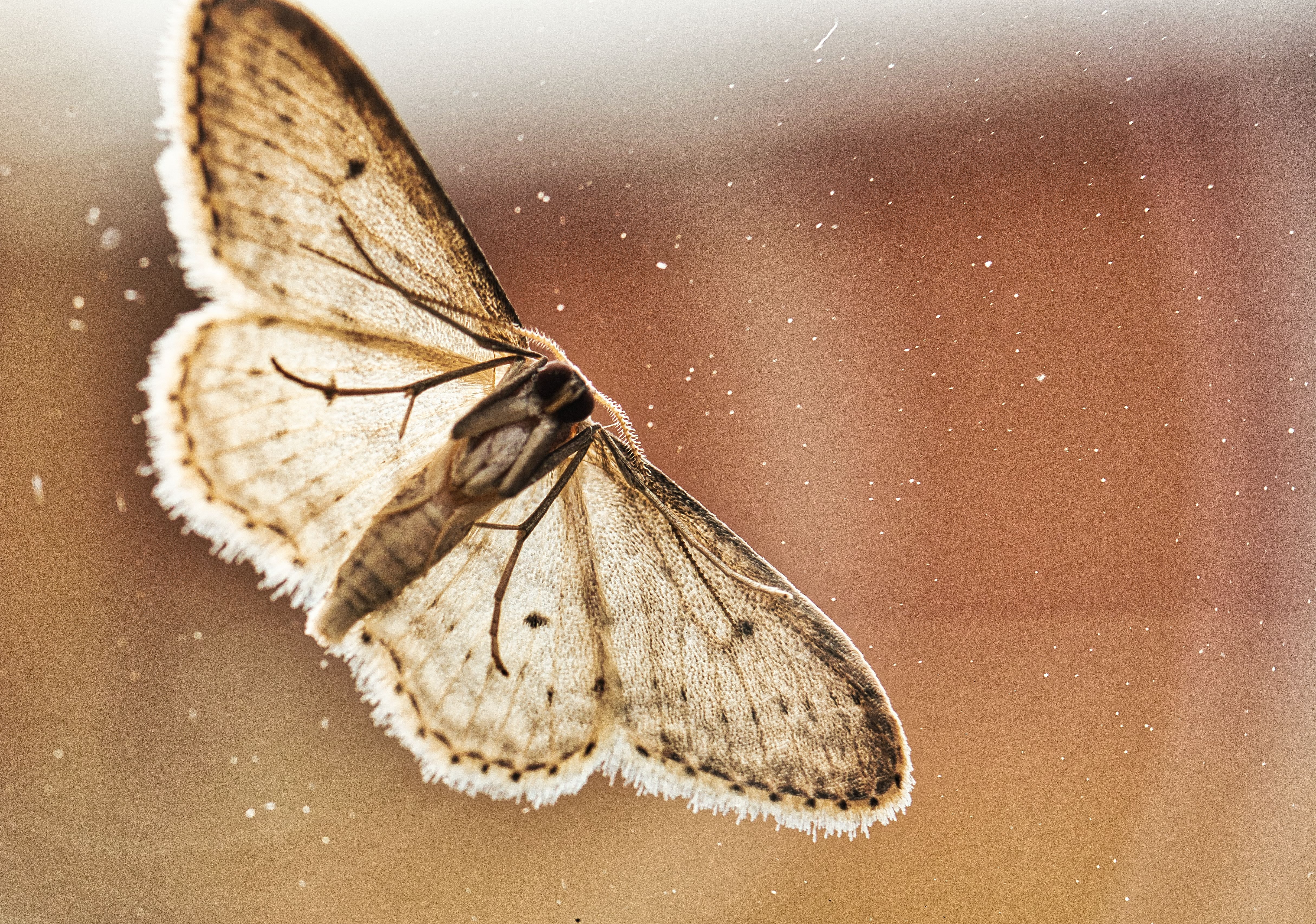 highly-destructive moth
