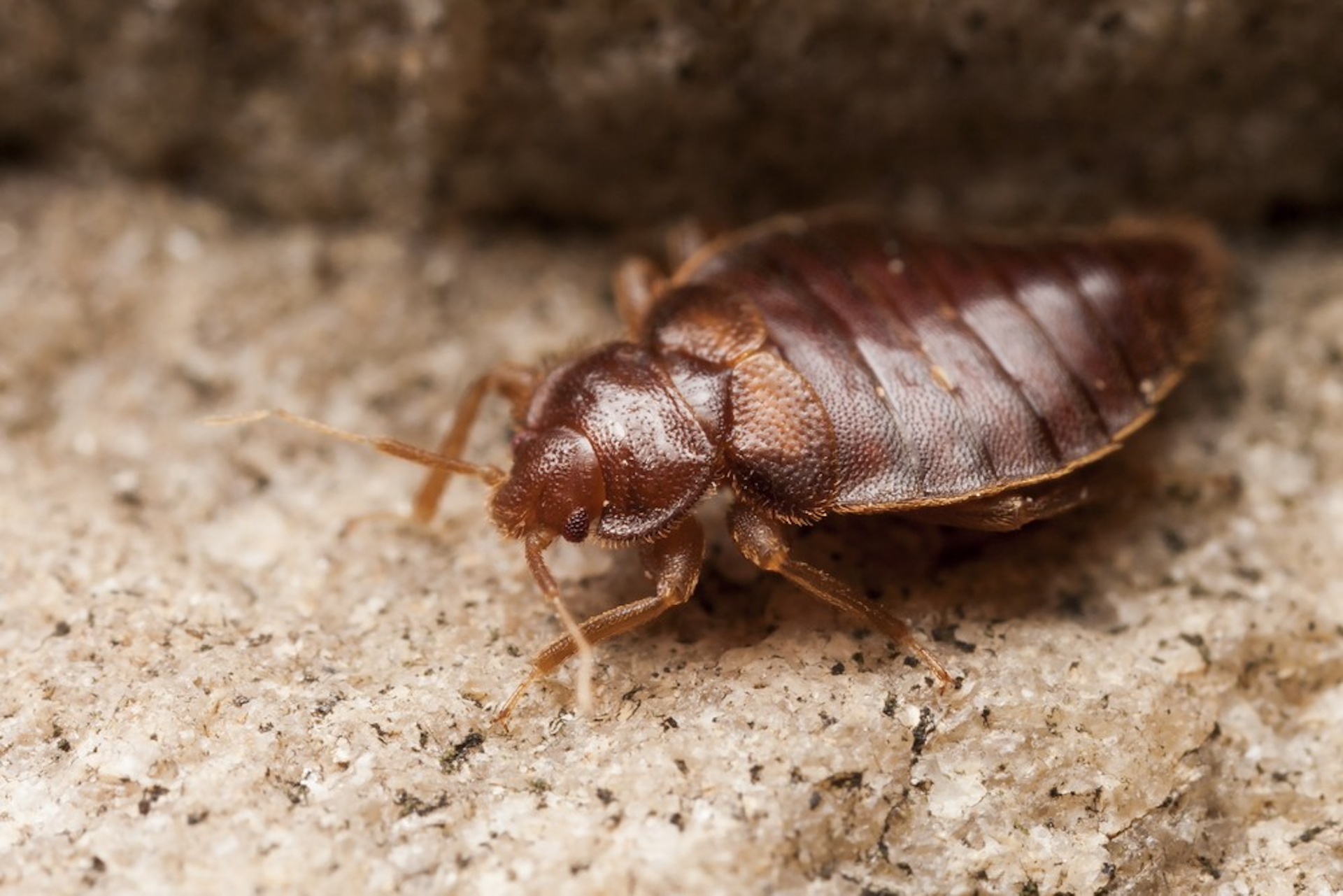 Bed bugs can hide in even the smallest cracks and crevices