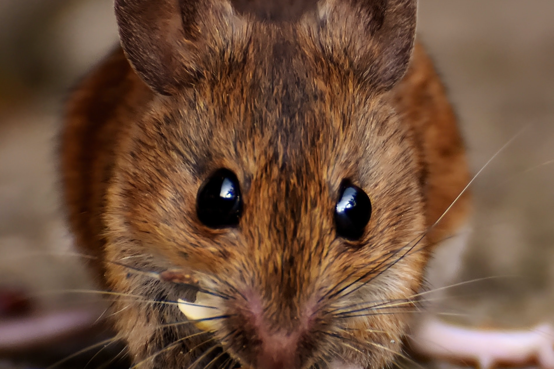 house mice can spread disease and illness