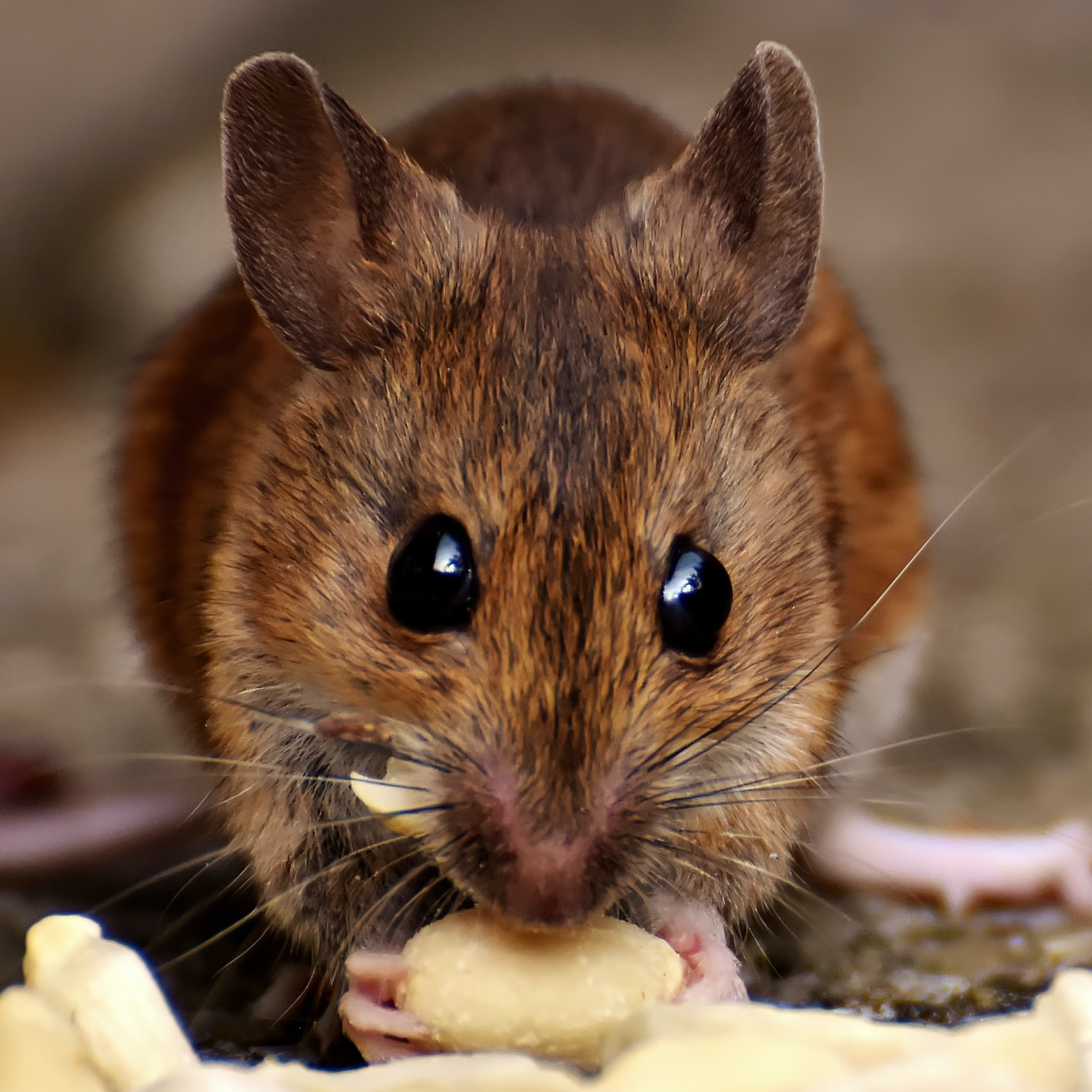 house mice can spread disease and illness