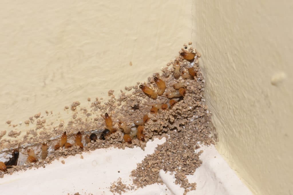 Termites are responsible for over $30 billion worth of damage