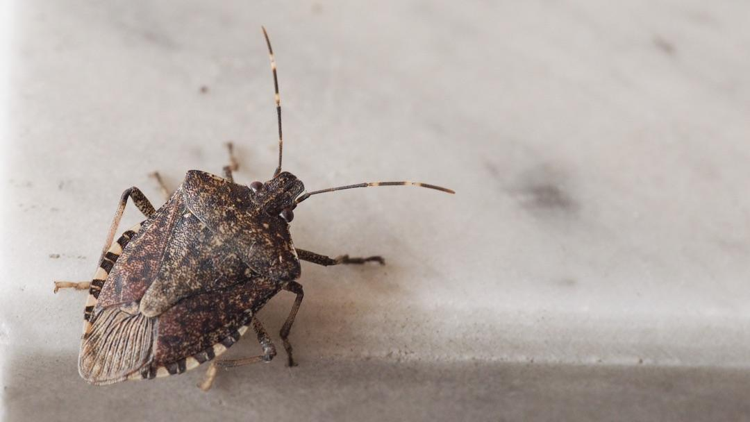 stink bugs aren't inherently harmful to you or your family