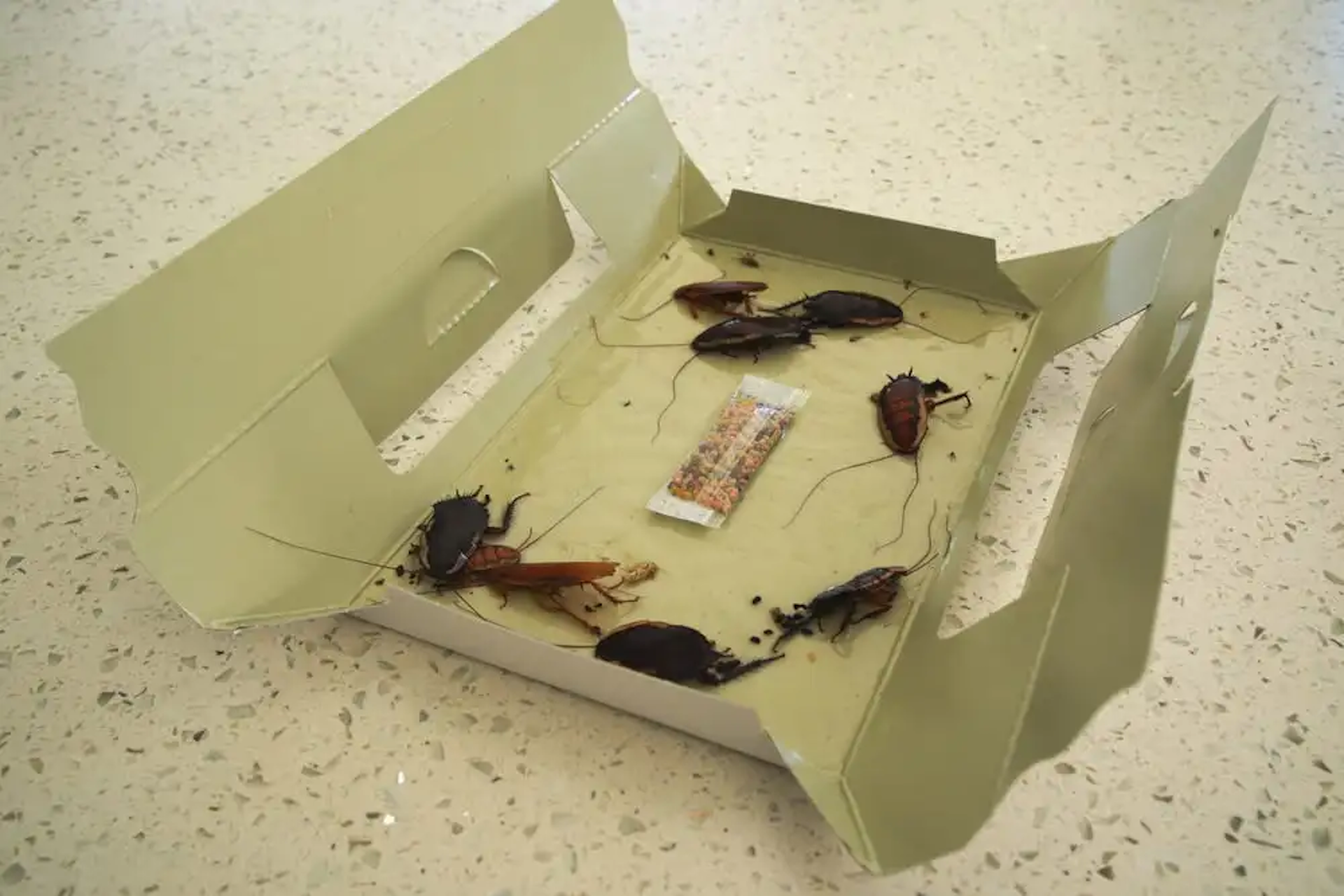 sticky, adhesive-lined sheets are often treated with a bait 
