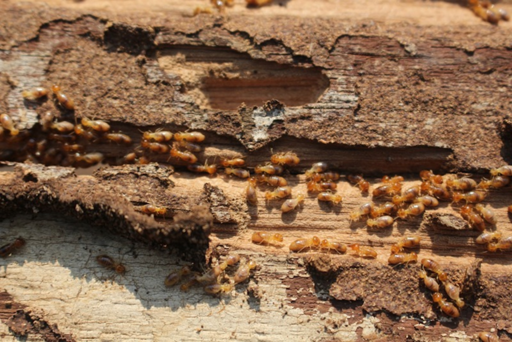 Termites mainly snack on untreated wood