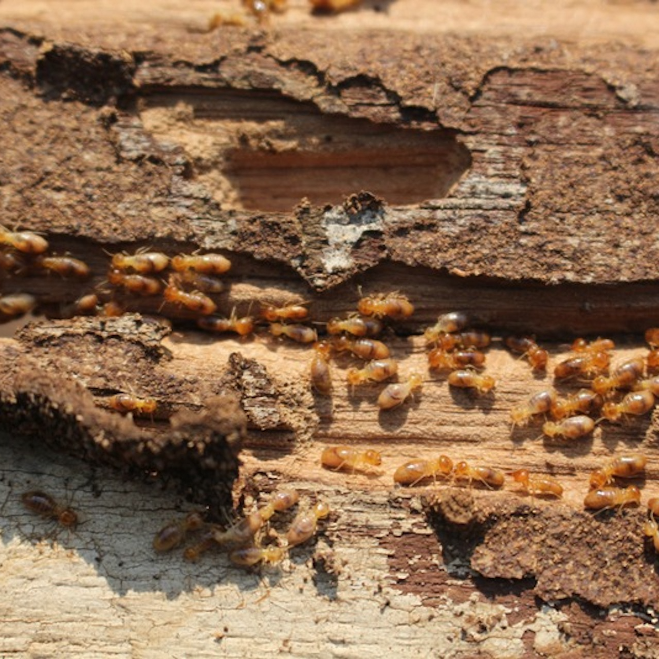 Termites mainly snack on untreated wood