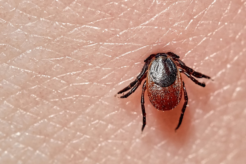 Ticks typically hide in dense, bushy, wooded, or grassy areas