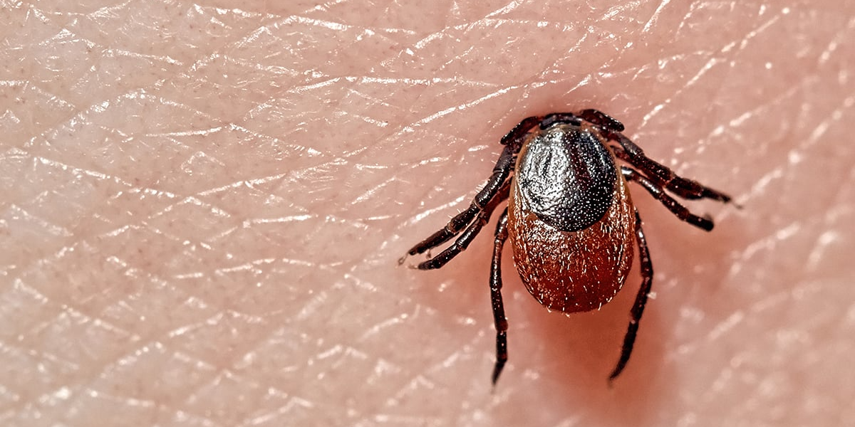 Ticks typically hide in dense, bushy, wooded, or grassy areas