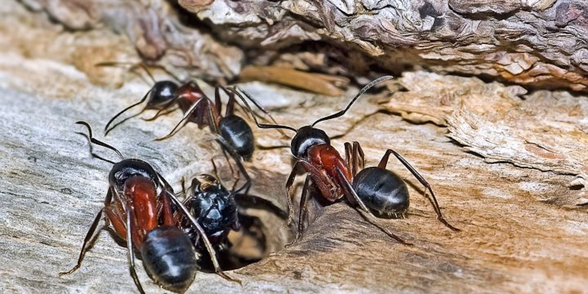 Carpenter ants are a troublesome pest
