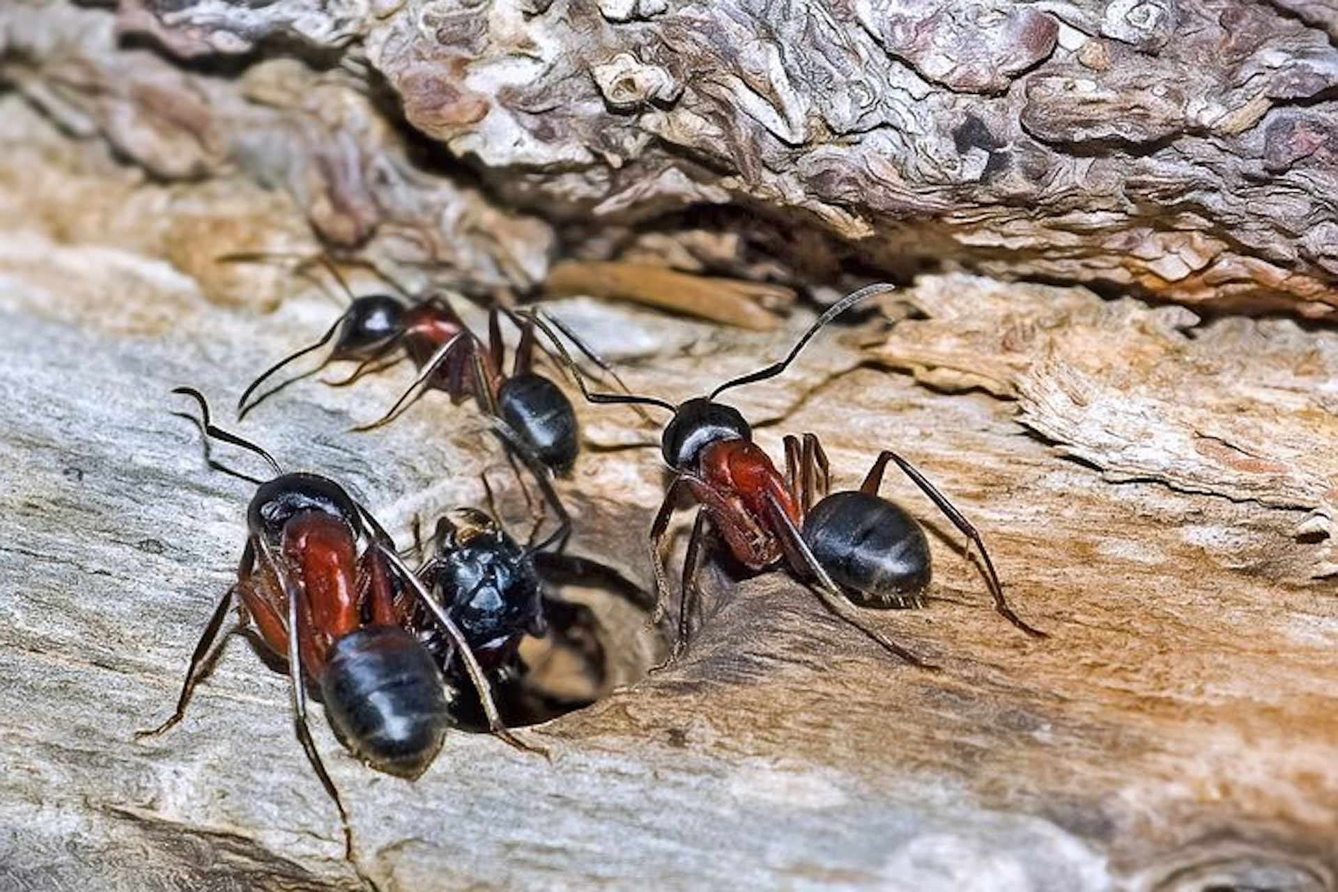 Carpenter ants are a troublesome pest