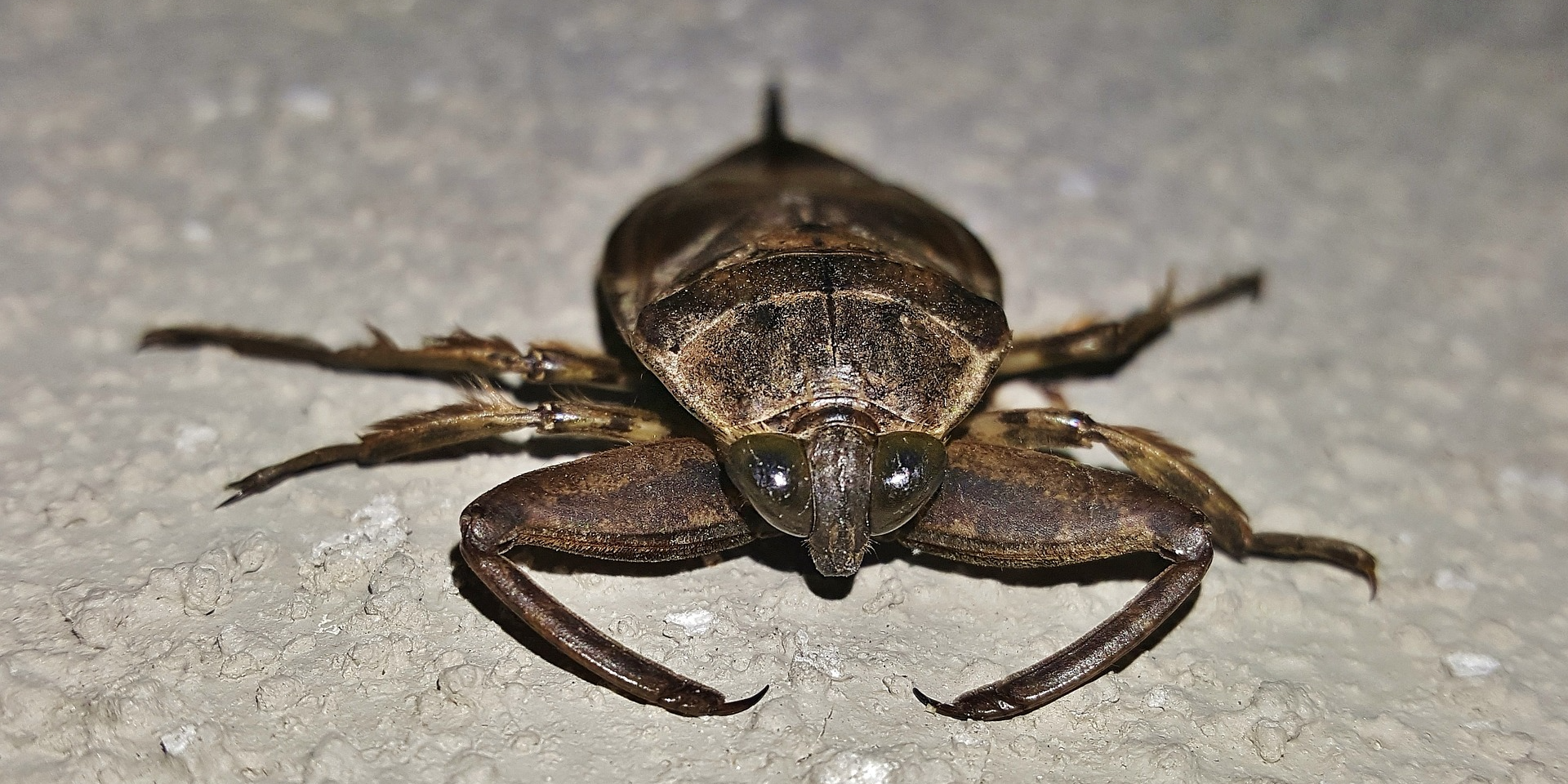 Waterbugs are large, ovoid-shaped bugs