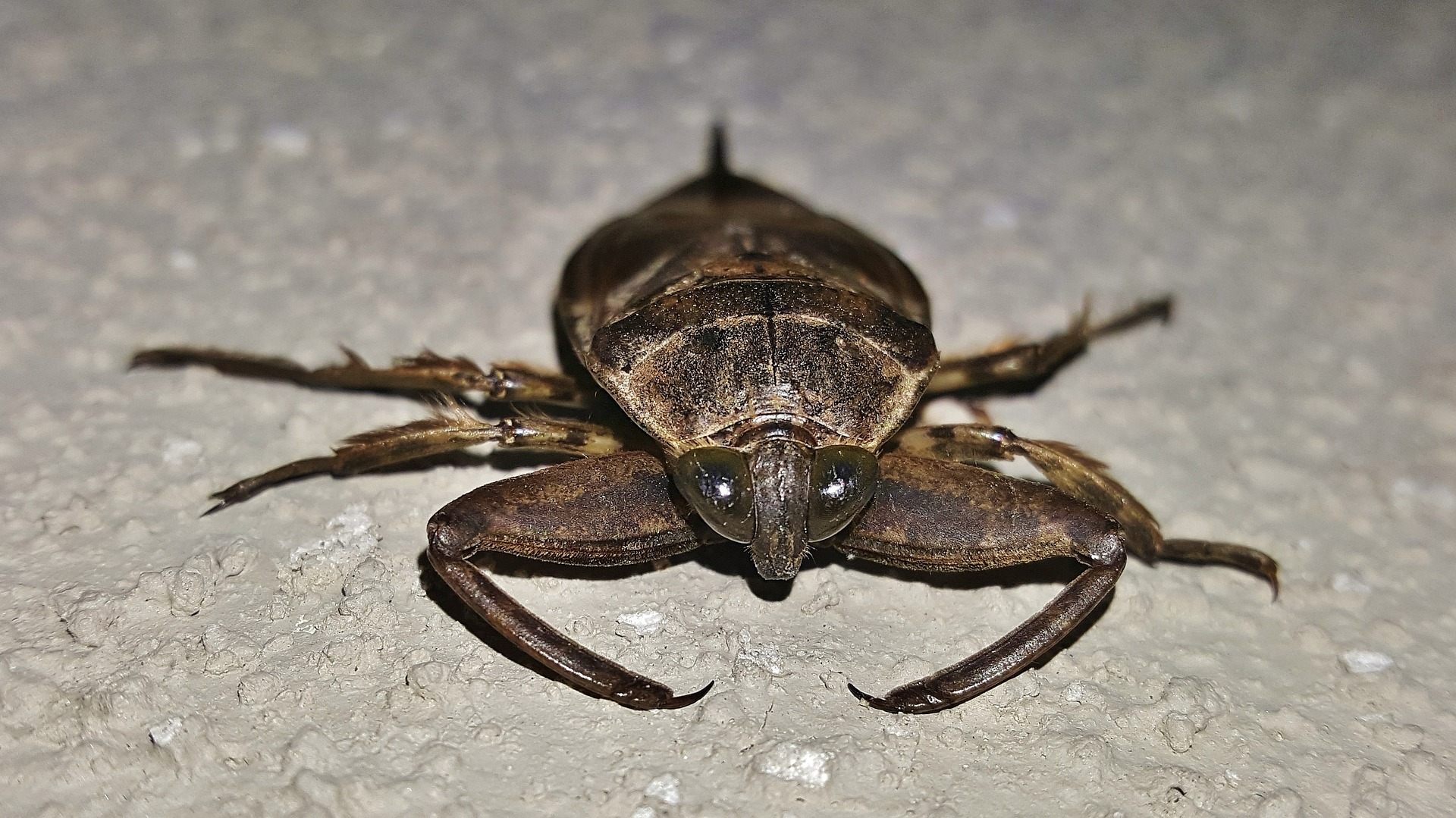 Waterbugs are large, ovoid-shaped bugs