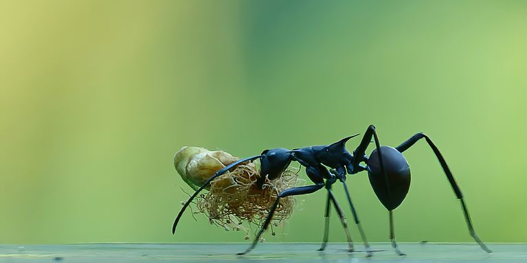 big black ants that roam around your home