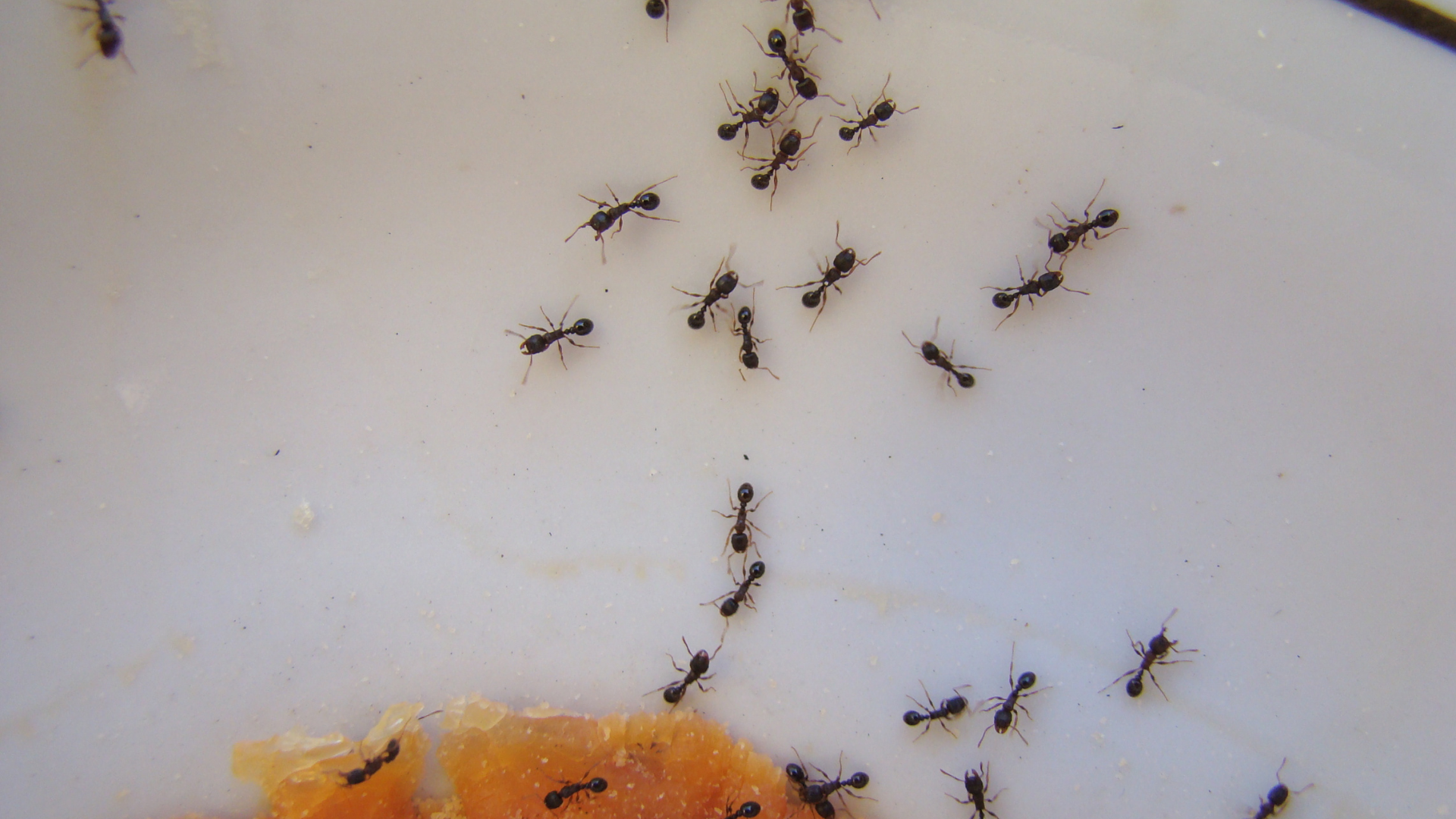 killing ants will almost certainly attract additional workers to the scene.