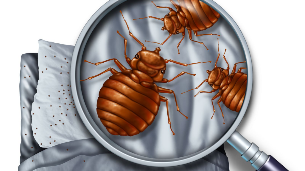 bed bugs tend to sneak into your house