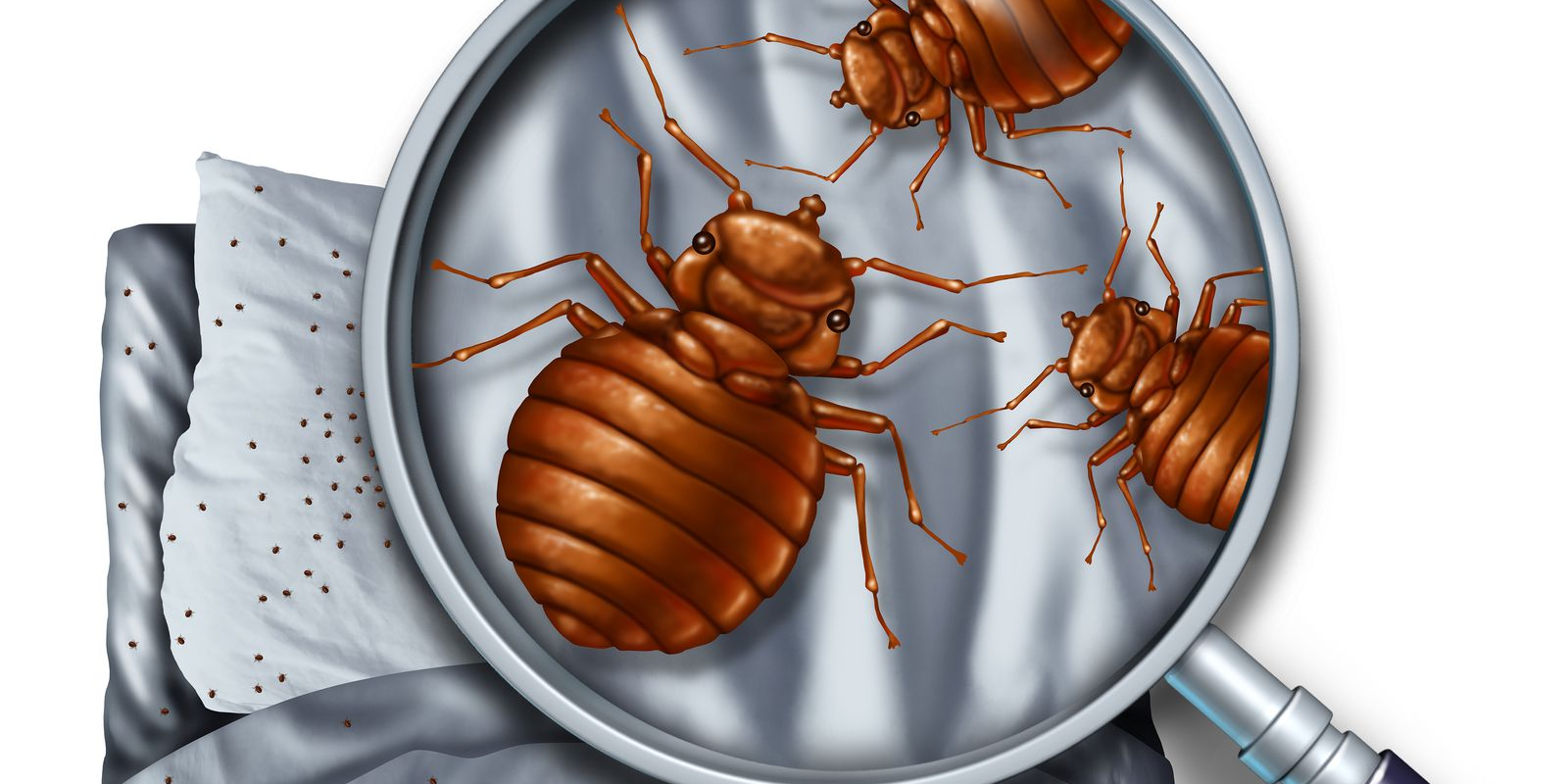 bed bugs tend to sneak into your house