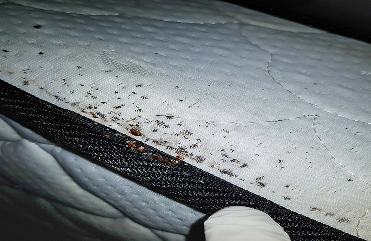 Reddish blood stains on your mattress or sheets