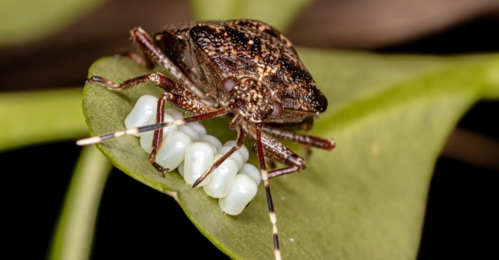 stink bugs tend to invade homes in large numbers and release an unpleasant odor