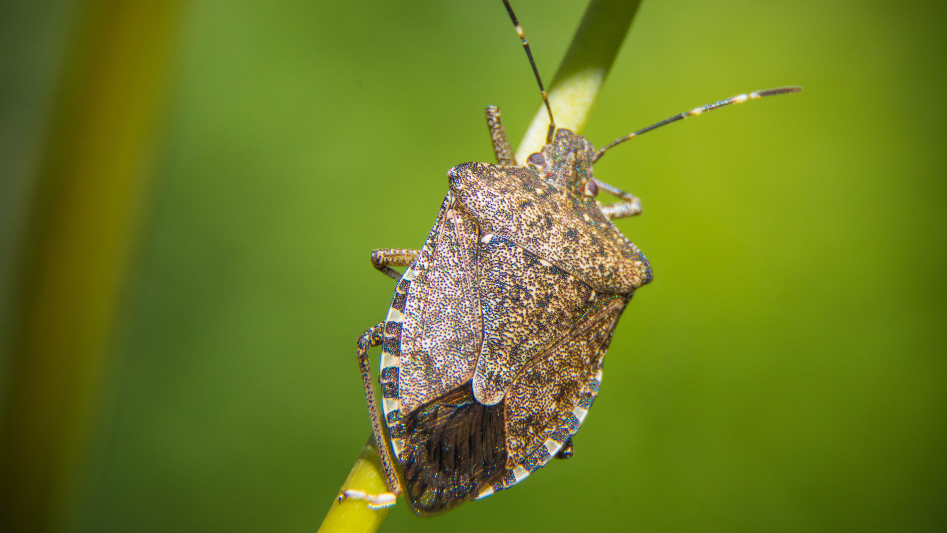 Brown marmorated stink bugs are not aggressive