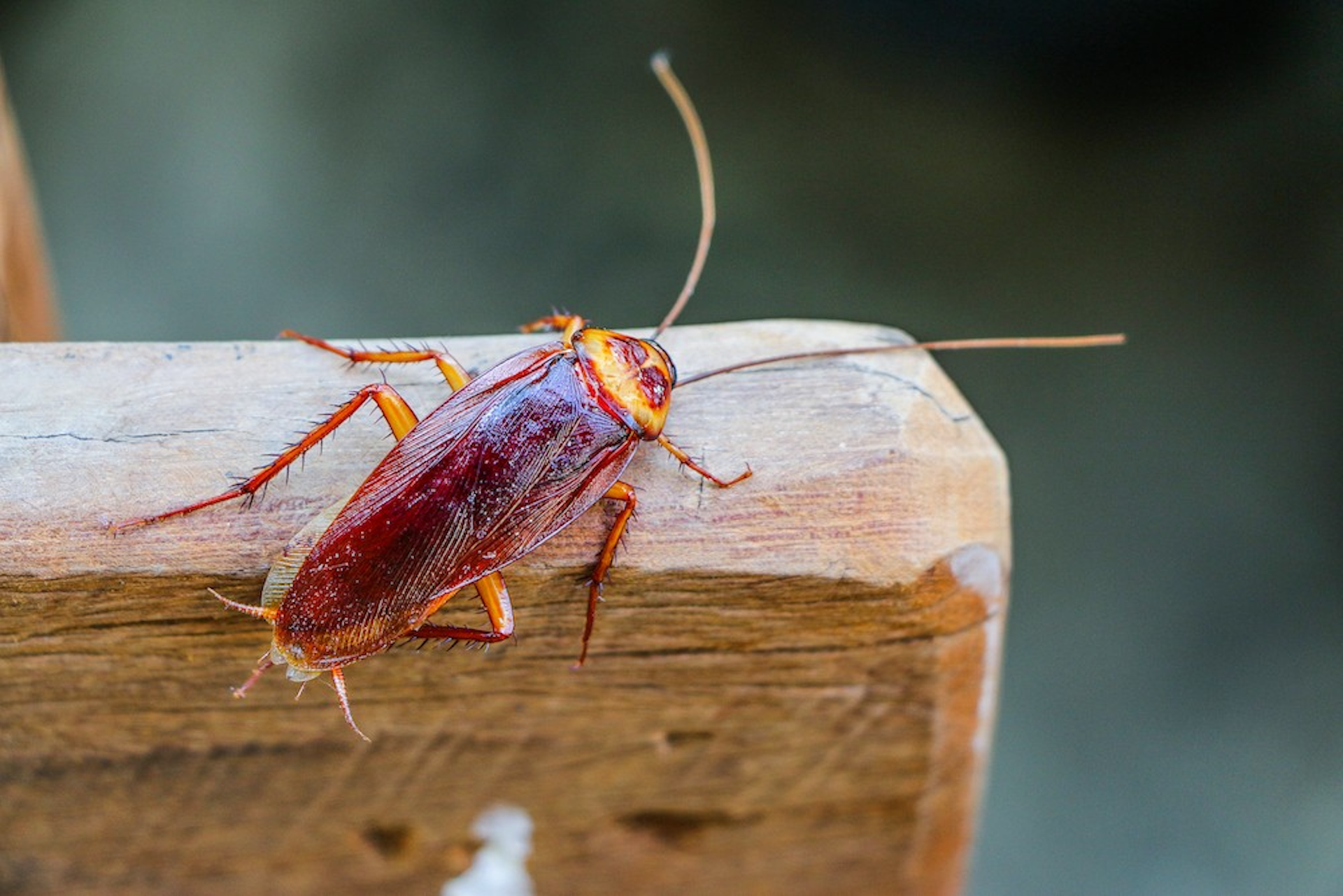 Cockroaches prefer to hide in dark, damp places