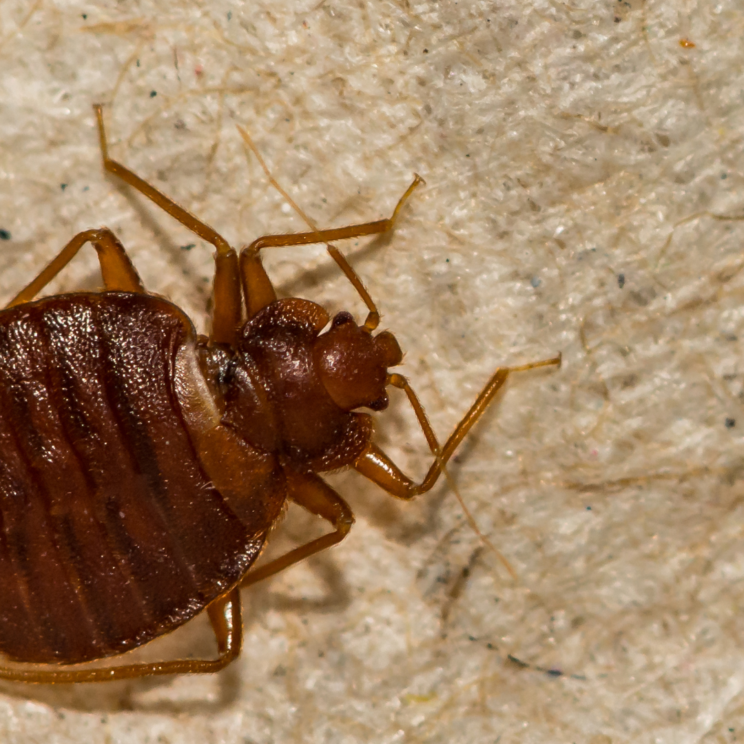 bed bugs can strike when you least expect them
