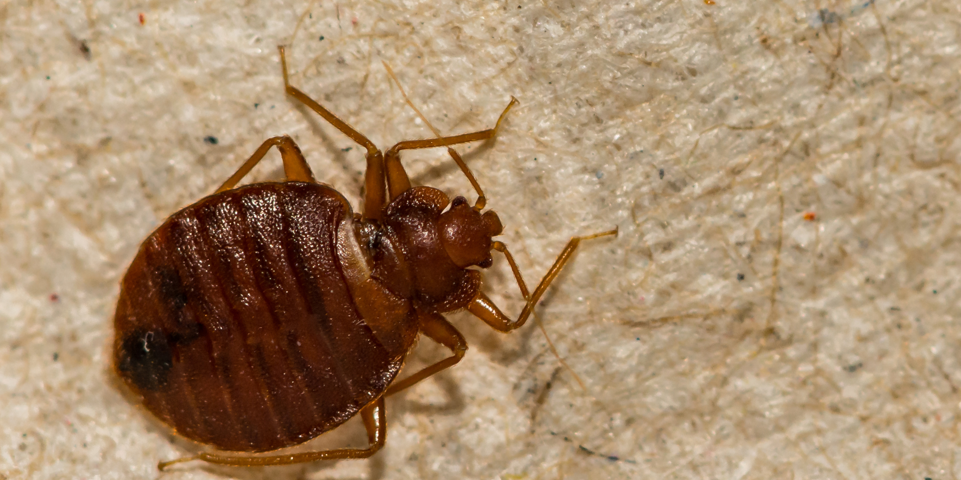 bed bugs can strike when you least expect them