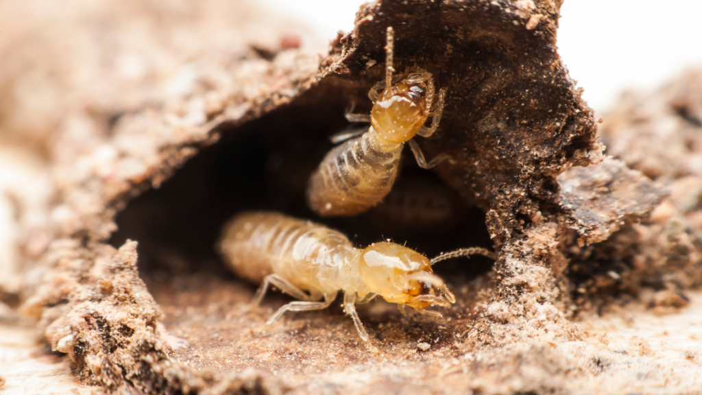 Termites cause billions of dollars in property damage