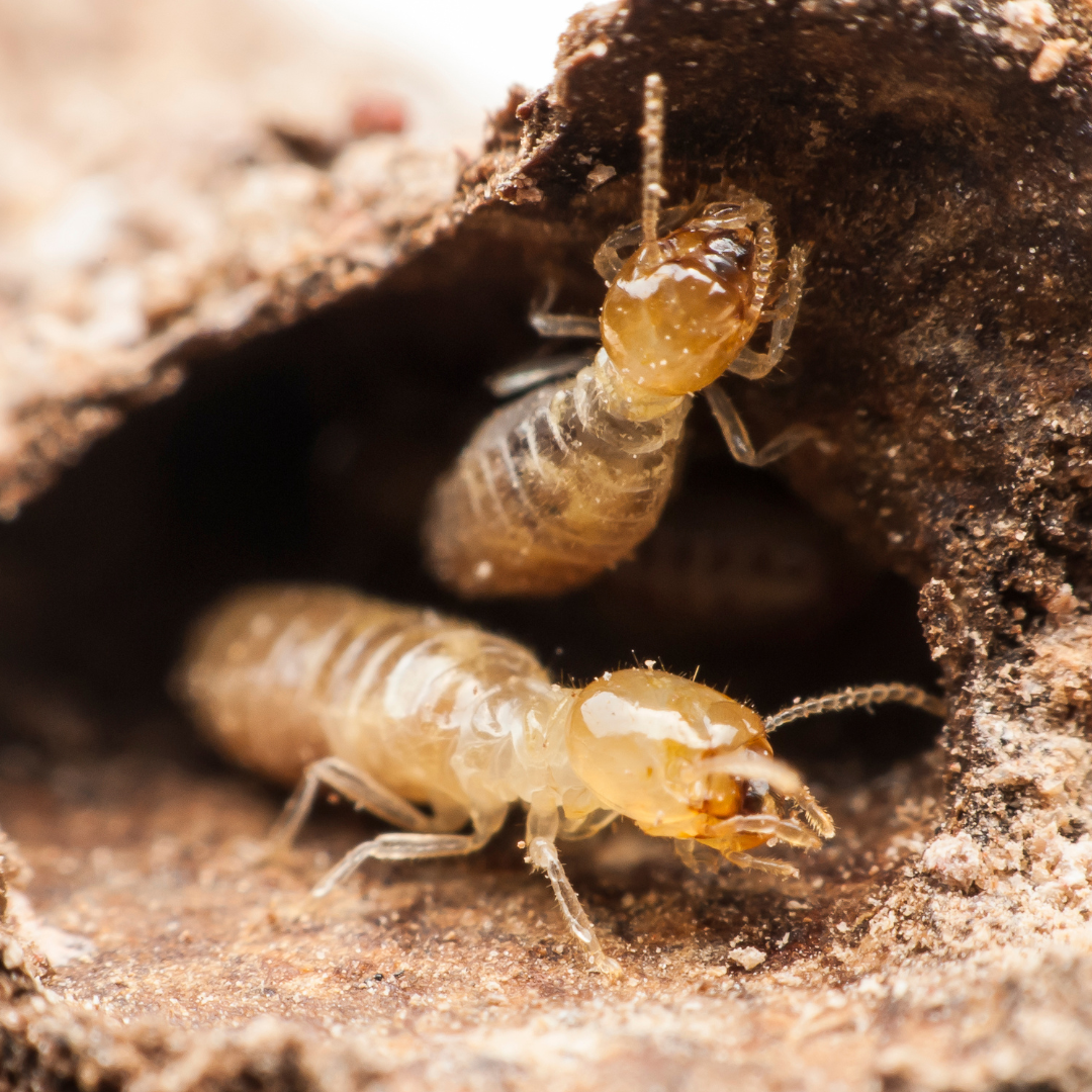 Termites cause billions of dollars in property damage