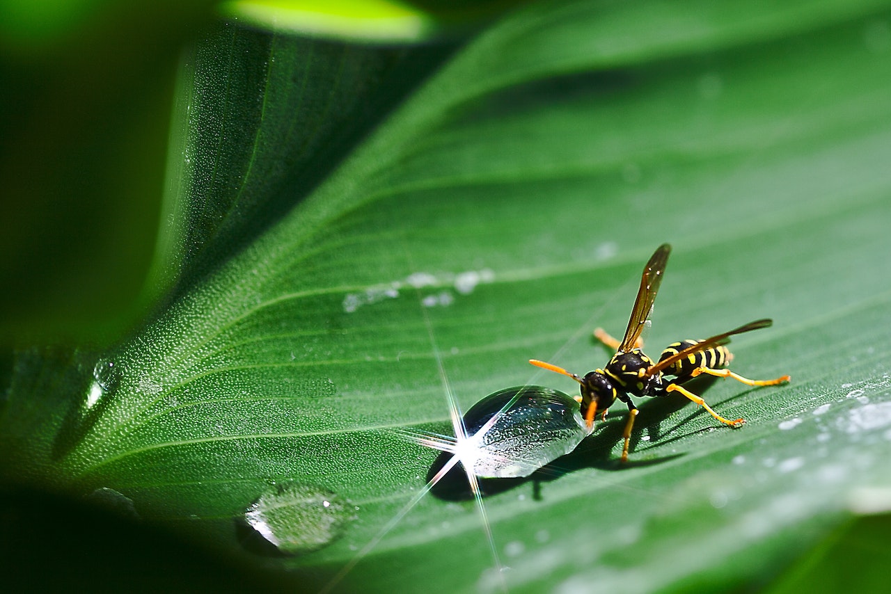 Wasps will become aggressive with humans.